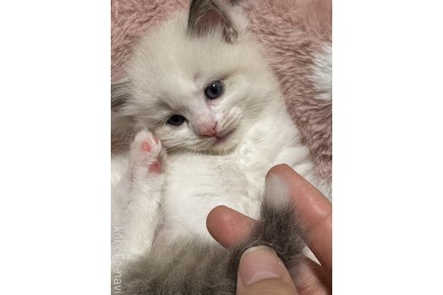 販売中の三重県のラグドール-117219の3枚目